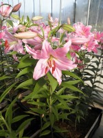 [1772 Vitara No02.JPG]